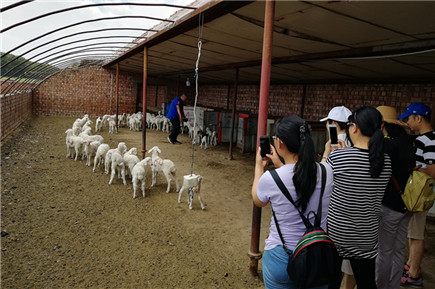 參觀基礎母羊繁育基地現(xiàn)場_副本.jpg